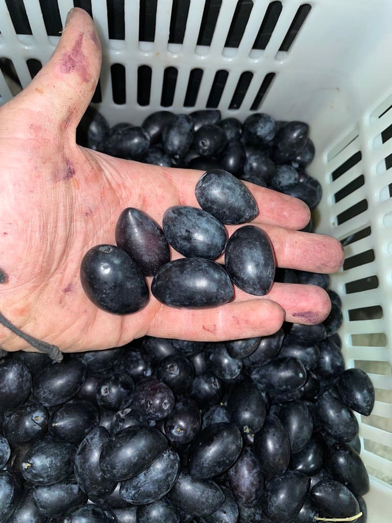 Kalamon